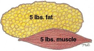 fatvsmuscle